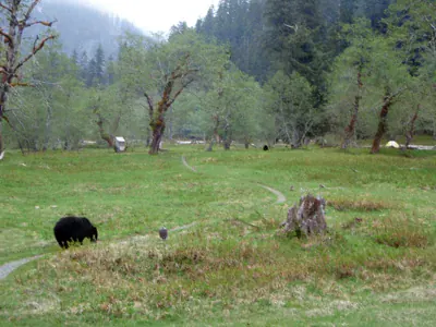 Black bears crossing a meadow in Enchanted Valley
