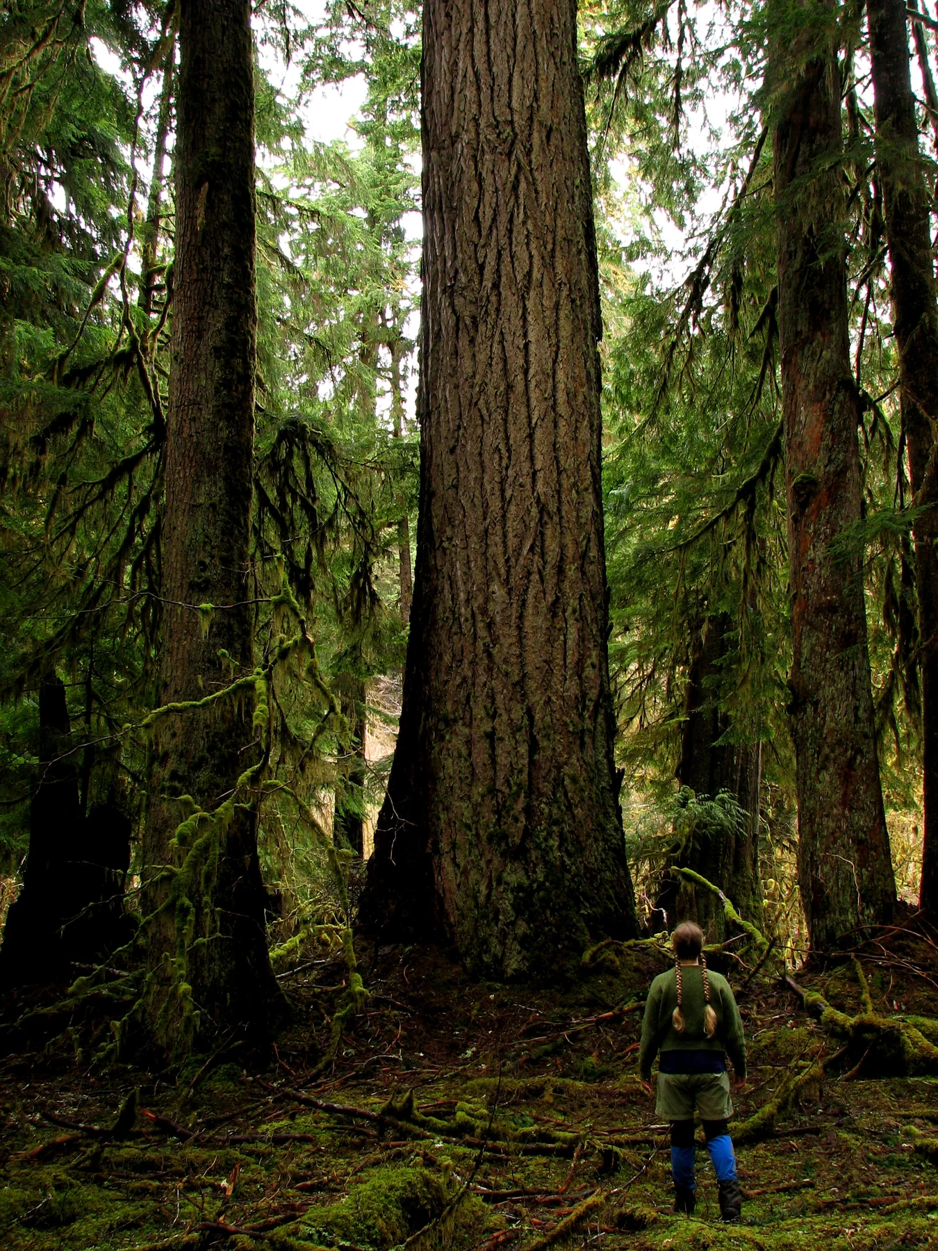 A large Douglas fir beside the East Fork Quinault River Trail