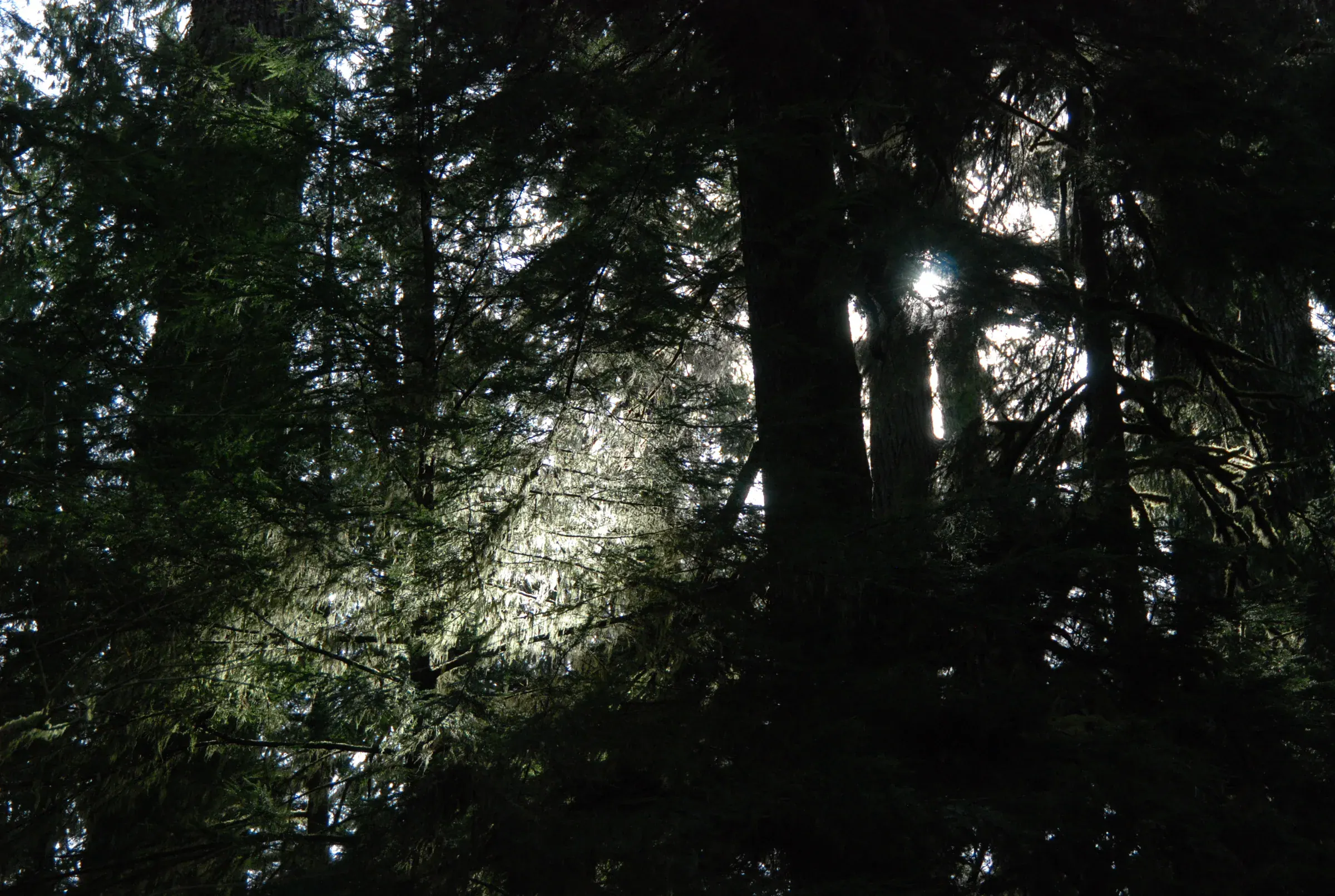 Dense, mossy trees in the damp Quinault rain forest