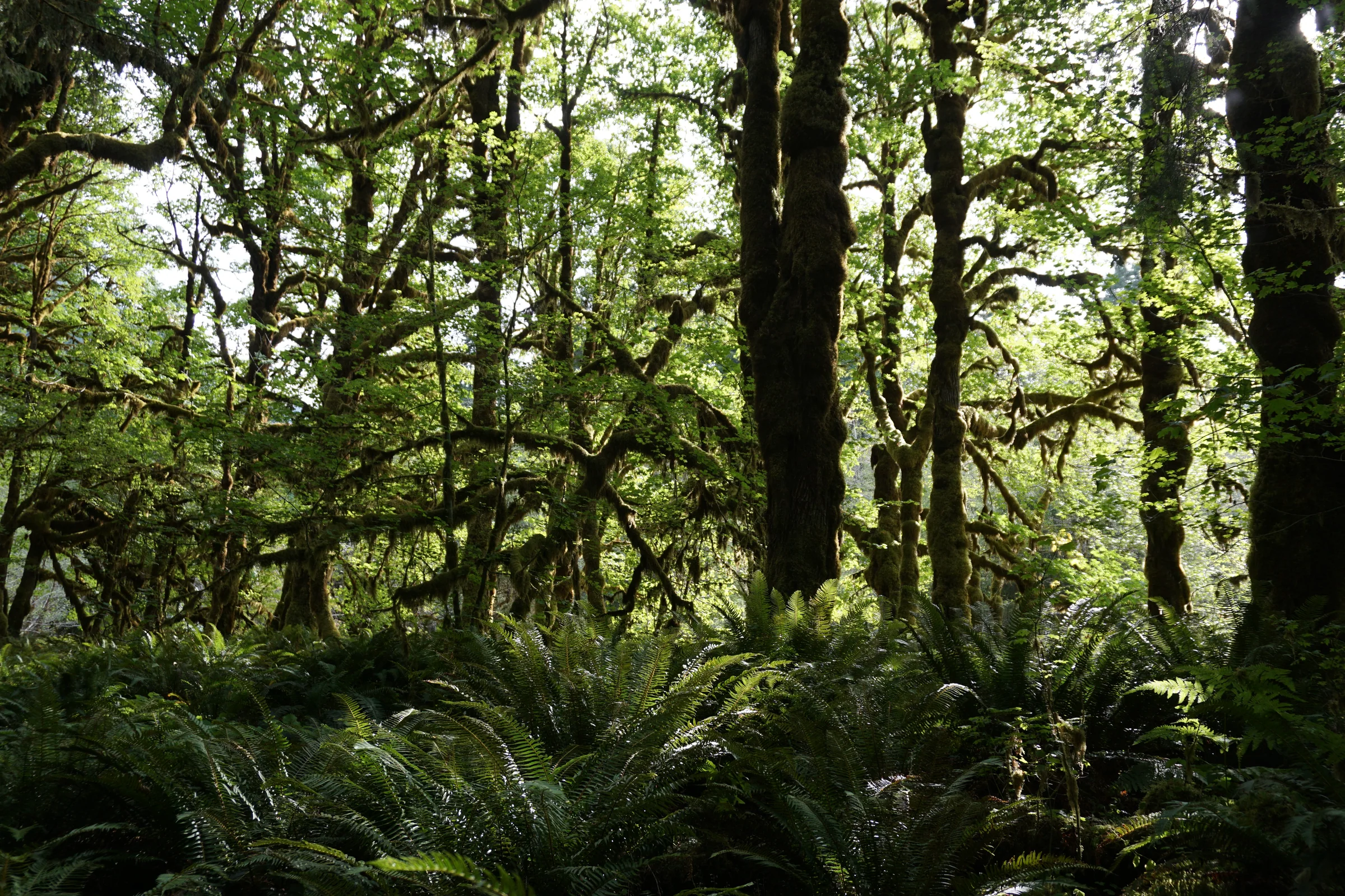 A quiet mossy forest trail at Graves Creek in Olympic National Park