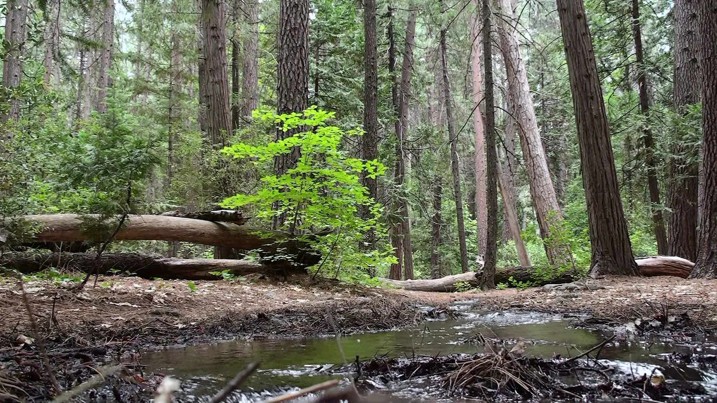 A pine-shaded campground beneath Yosemite Valley cliffs
